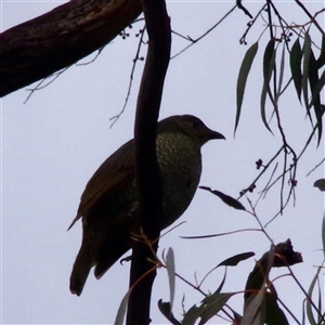 Ptilonorhynchus violaceus at Hawker, ACT - 27 Oct 2024