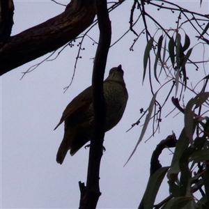 Ptilonorhynchus violaceus at Hawker, ACT - 27 Oct 2024