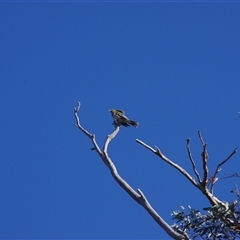 Oriolus sagittatus (Olive-backed Oriole) at Weetangera, ACT - 20 Oct 2024 by JoannaC