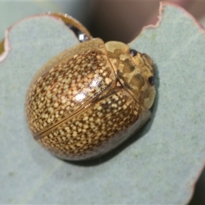 Paropsisterna cloelia at Weetangera, ACT - 26 Oct 2024 09:14 AM