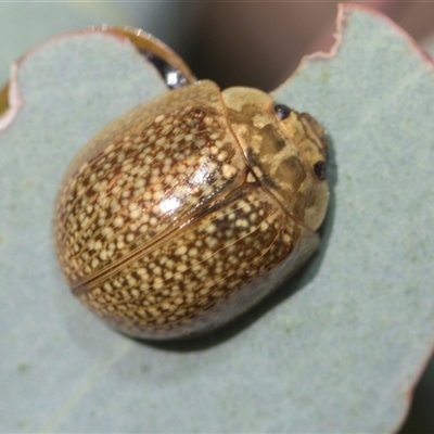 Paropsisterna cloelia (Eucalyptus variegated beetle) at Weetangera, ACT - 26 Oct 2024 by AlisonMilton