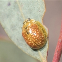 Paropsisterna cloelia at Weetangera, ACT - 26 Oct 2024 09:14 AM