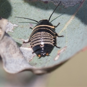 Ellipsidion australe at Weetangera, ACT - 26 Oct 2024