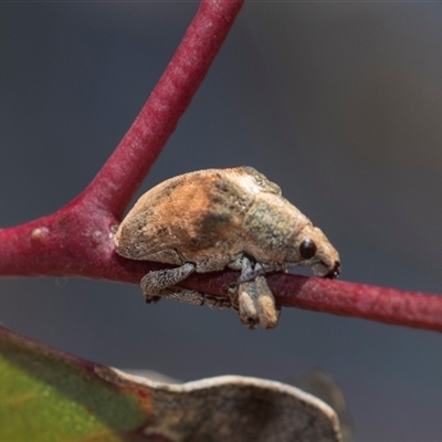 Gonipterus scutellatus (Eucalyptus snout beetle, gum tree weevil) at Weetangera, ACT - 26 Oct 2024 by AlisonMilton