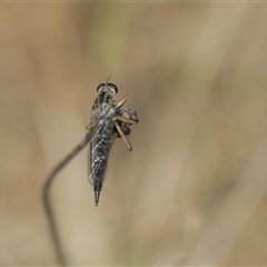 Cerdistus sp. (genus) (Slender Robber Fly) at Weetangera, ACT - 25 Oct 2024 by AlisonMilton