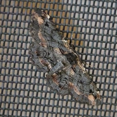 Pholodes sinistraria (Sinister or Frilled Bark Moth) at Hall, ACT - 28 Oct 2024 by Anna123