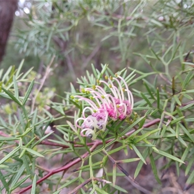 Grevillea rivularis (Carrington Falls Grevillea) at Carrington Falls, NSW - 29 Oct 2024 by plants