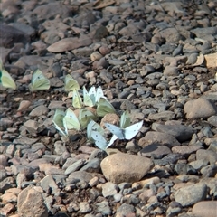 Pieris rapae (Cabbage White) at Neurea, NSW - 22 Oct 2024 by Darcy