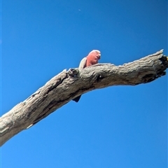 Eolophus roseicapilla (Galah) at Neurea, NSW - 22 Oct 2024 by Darcy