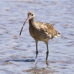 Numenius madagascariensis (Eastern Curlew) at Moruya Heads, NSW - 28 Oct 2024 by jb2602