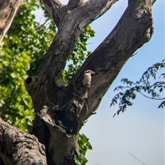 Dacelo novaeguineae (Laughing Kookaburra) at Neurea, NSW - 22 Oct 2024 by Darcy