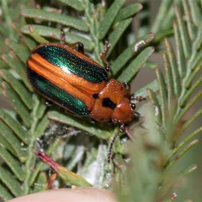 Calomela curtisi (Acacia leaf beetle) at Bruce, ACT - 16 Oct 2024 by AlisonMilton