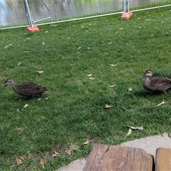 Anas superciliosa (Pacific Black Duck) at South Albury, NSW - 25 Oct 2024 by Darcy