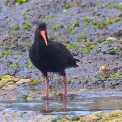 Haematopus fuliginosus (Sooty Oystercatcher) at Moruya Heads, NSW - 28 Oct 2024 by jb2602