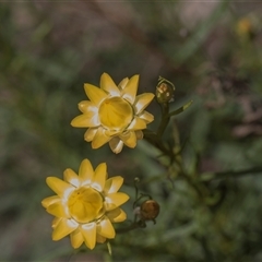 Xerochrysum viscosum (Sticky Everlasting) at Weetangera, ACT - 26 Oct 2024 by AlisonMilton