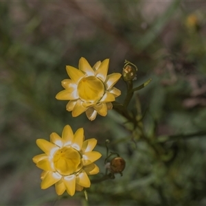 Xerochrysum viscosum at Weetangera, ACT - 26 Oct 2024