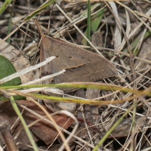 Epidesmia hypenaria at Weetangera, ACT - 26 Oct 2024