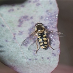 Simosyrphus grandicornis (Common hover fly) at Weetangera, ACT - 25 Oct 2024 by AlisonMilton