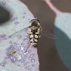 Simosyrphus grandicornis at Weetangera, ACT - 26 Oct 2024