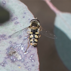 Simosyrphus grandicornis at Weetangera, ACT - 26 Oct 2024