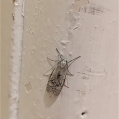 Philobota (genus) (Unidentified Philobota genus moths) at North Albury, NSW - 27 Oct 2024 by Darcy