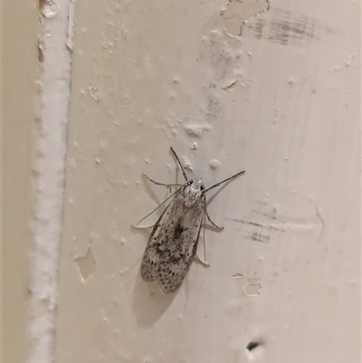 Philobota (genus) (Unidentified Philobota genus moths) at North Albury, NSW - 27 Oct 2024 by Darcy