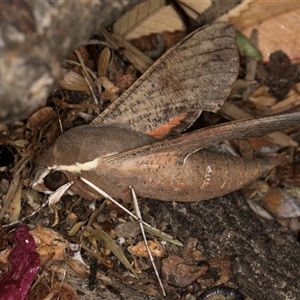 Hippotion scrofa at Melba, ACT - 28 Oct 2024 10:57 PM