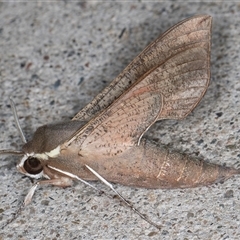 Hippotion scrofa at Melba, ACT - 28 Oct 2024 10:57 PM