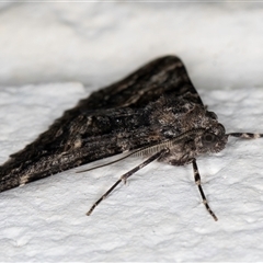 Gastrinodes argoplaca at Melba, ACT - 28 Oct 2024 10:40 PM