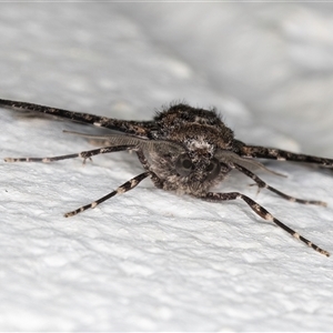 Gastrinodes argoplaca at Melba, ACT - 28 Oct 2024 10:40 PM