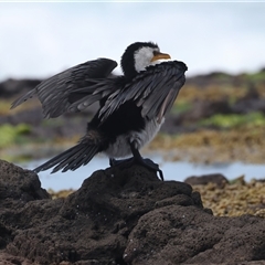 Microcarbo melanoleucos (Little Pied Cormorant) at Moruya Heads, NSW - 28 Oct 2024 by jb2602