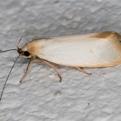 Xylorycta assimilis (A Xyloryctid moth) at Melba, ACT - 28 Oct 2024 by kasiaaus