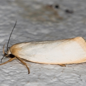 Xylorycta assimilis at Melba, ACT - 28 Oct 2024 10:46 PM