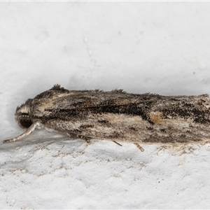 Agriophara leptosemela at Melba, ACT - 28 Oct 2024 10:49 PM