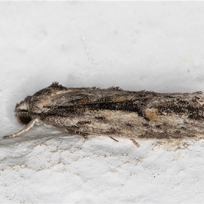 Agriophara leptosemela (A Flat-bodied moth (Depressidae) at Melba, ACT - 28 Oct 2024 by kasiaaus