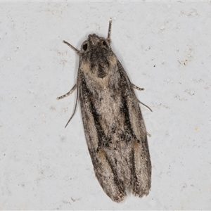 Agriophara leptosemela at Melba, ACT - 28 Oct 2024 10:49 PM