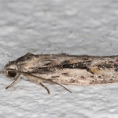Agriophara leptosemela at Melba, ACT - 28 Oct 2024 10:49 PM