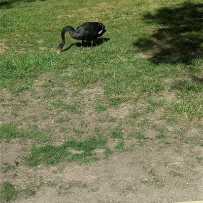 Cygnus atratus (Black Swan) at Lake Wendouree, VIC - 27 Oct 2024 by Darcy