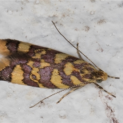 Tisobarica thyteria (A concealer moth) at Melba, ACT - 28 Oct 2024 by kasiaaus