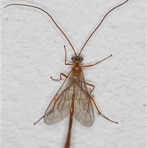 Enicospilus sp. (genus) at Melba, ACT - 28 Oct 2024