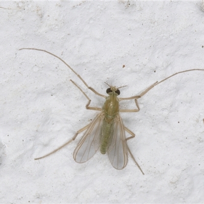 Tanytarsus (genus) (A non-biting midge) at Melba, ACT - 28 Oct 2024 by kasiaaus