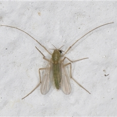 Tanytarsus (genus) at Melba, ACT - 28 Oct 2024 10:55 PM