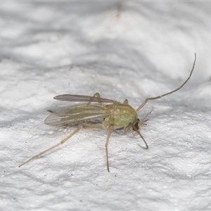 Tanytarsus (genus) at Melba, ACT - 28 Oct 2024 10:55 PM