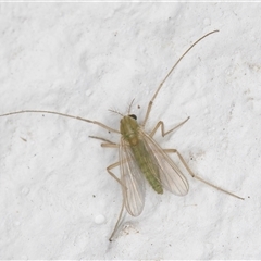 Tanytarsus (genus) at Melba, ACT - 28 Oct 2024 10:55 PM