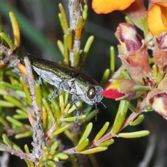 Melobasis propinqua at Hall, ACT - 29 Oct 2024 05:15 PM