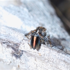 Maratus chrysomelas (Variable Peacock Spider) at Hall, ACT - 29 Oct 2024 by Harrisi