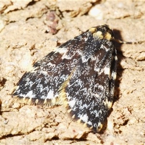 Halone coryphoea at Stirling, ACT - 28 Oct 2024 02:42 PM