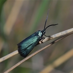 Pollanisus (genus) (A Forester Moth) at Throsby, ACT - 26 Oct 2024 by TimL