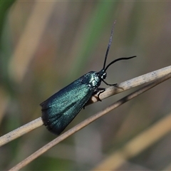 Pollanisus (genus) (A Forester Moth) at Throsby, ACT - 25 Oct 2024 by TimL