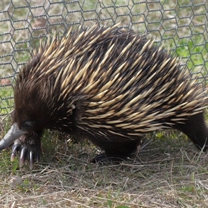 Tachyglossus aculeatus at Bonner, ACT - 28 Sep 2024